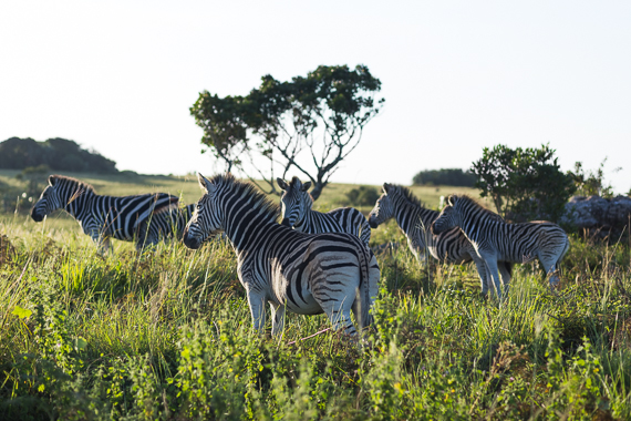 Zebras at sunset on Vernon Crooks Game reserve, South Africa